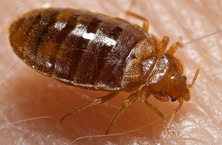 Expert Bed Bug Exterminator Alberta