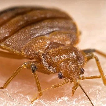 Alberta Bed Bugs